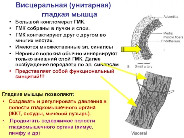 Висцеральная (унитарная) гладкая мышца Большой конгломерат ГМК. ГМК собраны в пучки и