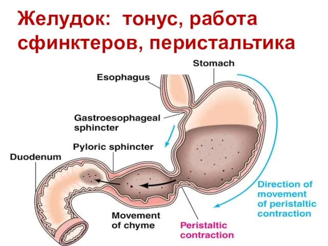 Желудок: тонус, работа сфинктеров, перистальтика