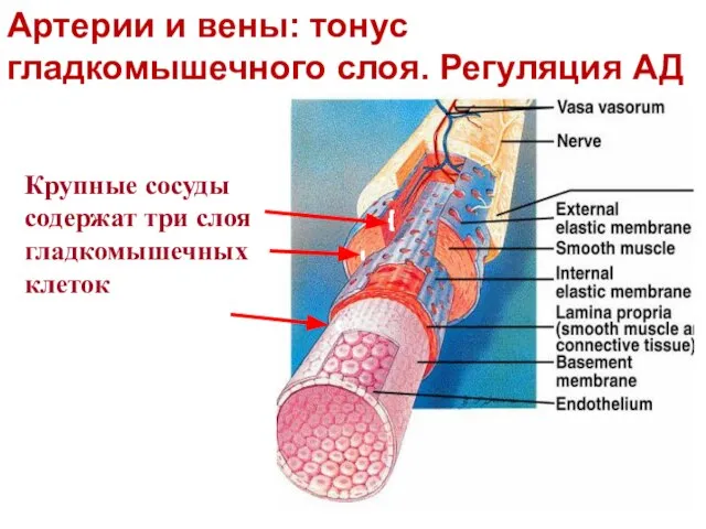 Крупные сосуды содержат три слоя гладкомышечных клеток Артерии и вены: тонус гладкомышечного слоя. Регуляция АД