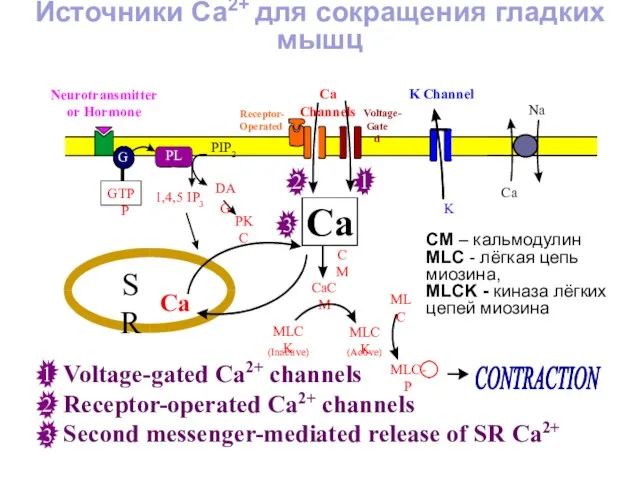 CONTRACTION Ca Voltage-gated Ca2+ channels Источники Ca2+ для сокращения гладких мышц Second