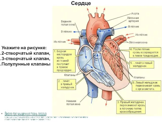 Сердце Укажите на рисунке: 2-створчатый клапан, 3-створчатый клапан, Полулунные клапаны