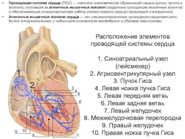 Расположение элементов проводящей системы сердца 1. Синоатриальный узел (пейсмекер) 2. Атриовентрикулярный узел