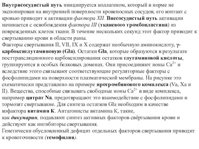 Внутрисосудистый путь инициируется коллагеном, который в норме не экспонирован на внутренней поверхности