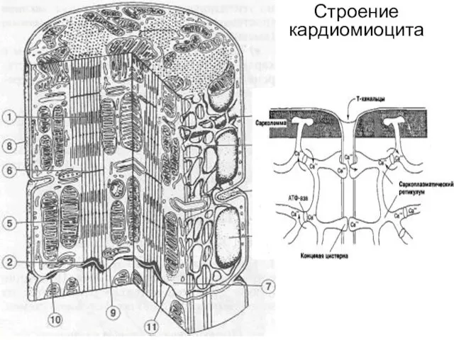 Строение кардиомиоцита