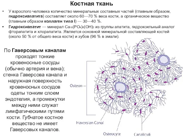 Костная ткань У взрослого человека количество минеральных составных частей (главным образом, гидроксиапатита)