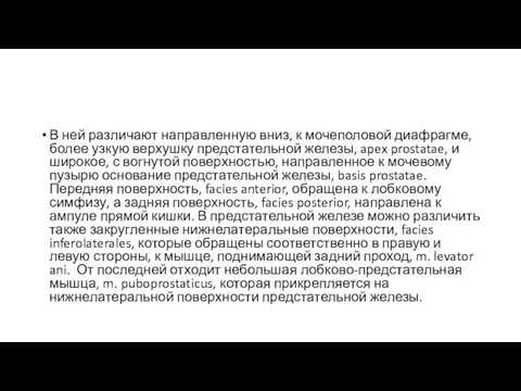 В ней различают направленную вниз, к мочеполовой диафрагме, более узкую верхушку предстательной