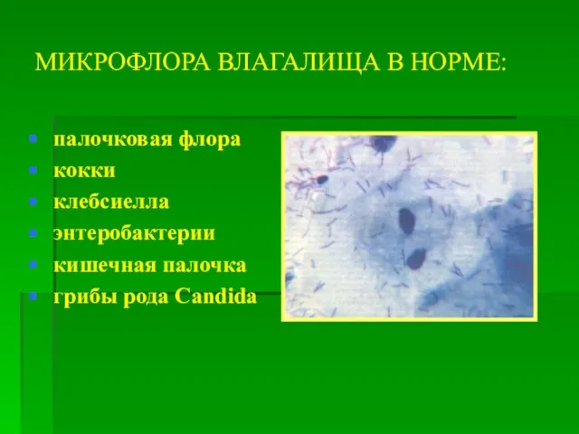 МИКРОФЛОРА ВЛАГАЛИЩА В НОРМЕ: палочковая флора кокки клебсиелла энтеробактерии кишечная палочка грибы рода Candida