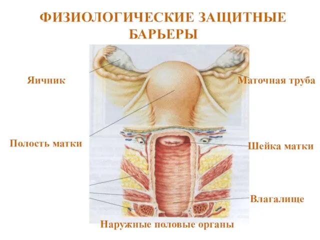 ФИЗИОЛОГИЧЕСКИЕ ЗАЩИТНЫЕ БАРЬЕРЫ Наружные половые органы Влагалище Шейка матки Полость матки Маточная труба Яичник