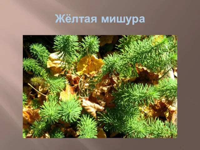 Жёлтая мишура