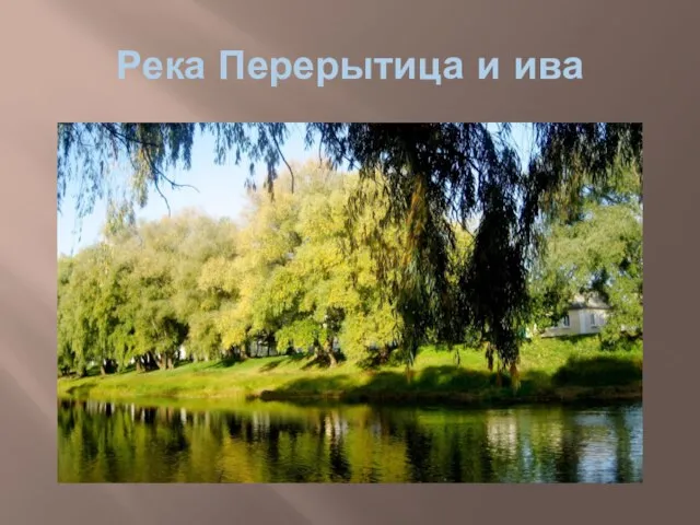 Река Перерытица и ива