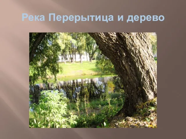 Река Перерытица и дерево