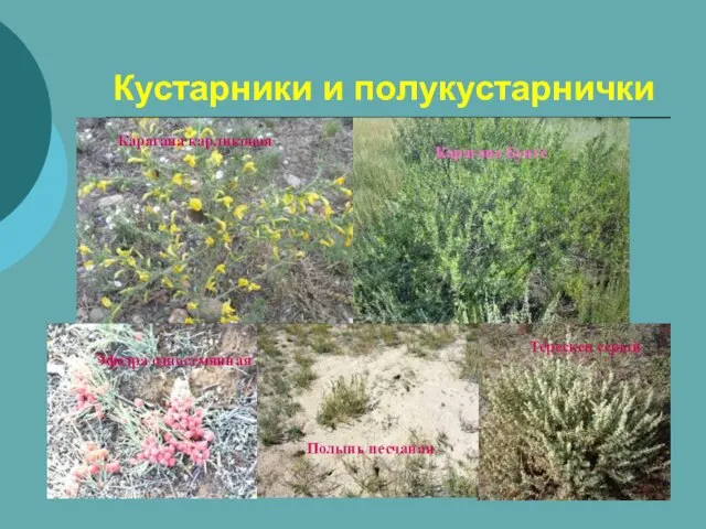 Кустарники и полукустарнички Карагана Бунге Карагана карликовая Терескен серый Полынь песчаная Эфедра односемянная