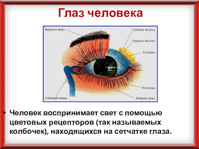 Глаз человека Человек воспринимает свет с помощью цветовых рецепторов (так называемых колбочек), находящихся на сетчатке глаза.