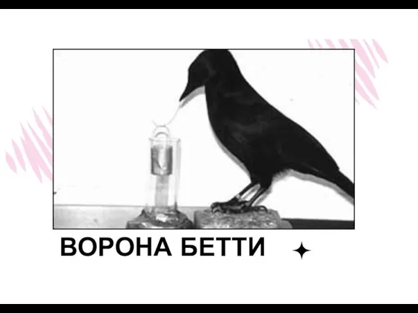 ВОРОНА БЕТТИ