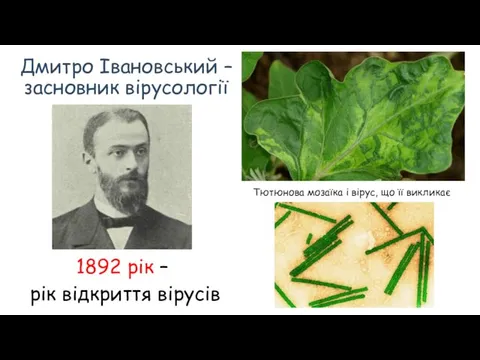Дмитро Івановський – засновник вірусології 1892 рік – рік відкриття вірусів Тютюнова