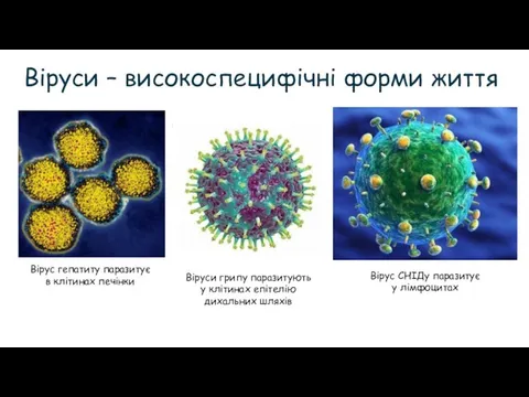 Віруси – високоспецифічні форми життя Вірус гепатиту паразитує в клітинах печінки Віруси
