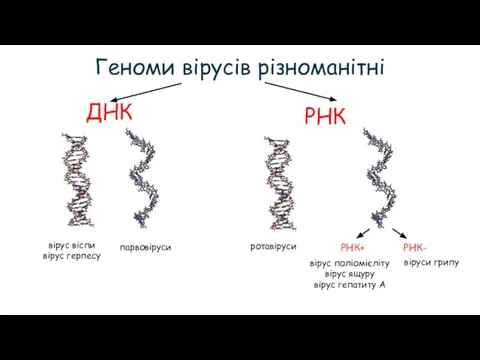 Геноми вірусів різноманітні ДНК РНК РНК+ РНК- вірус віспи вірус герпесу парвовіруси