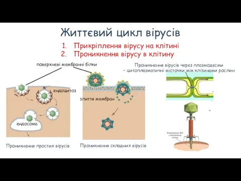 Життєвий цикл вірусів Прикріплення вірусу на клітині Проникнення вірусу в клітину ендосома
