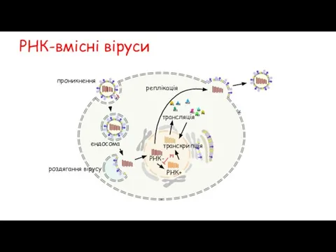 РНК-вмісні віруси проникнення ендосома РНК- РНК+ роздягання вірусу транскрипція трансляція реплікація