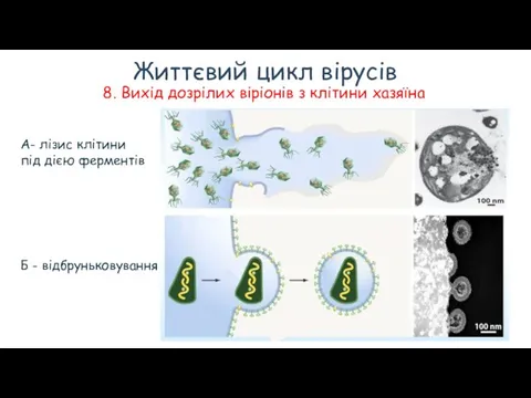 Життєвий цикл вірусів 8. Вихід дозрілих віріонів з клітини хазяїна А- лізис