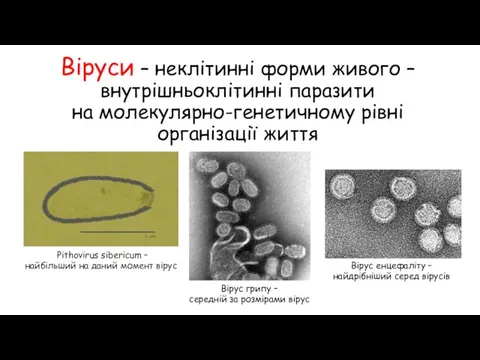 Віруси – неклітинні форми живого – внутрішньоклітинні паразити на молекулярно-генетичному рівні організації