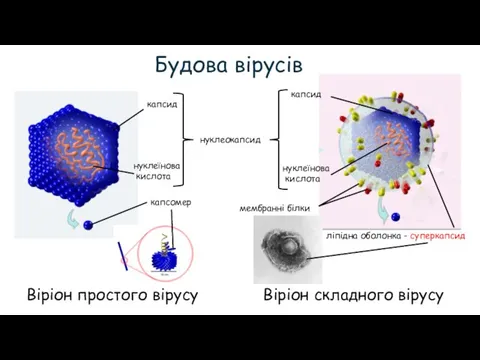 Будова вірусів Віріон простого вірусу нуклеїнова кислота капсид капсомер нуклеокапсид нуклеїнова кислота