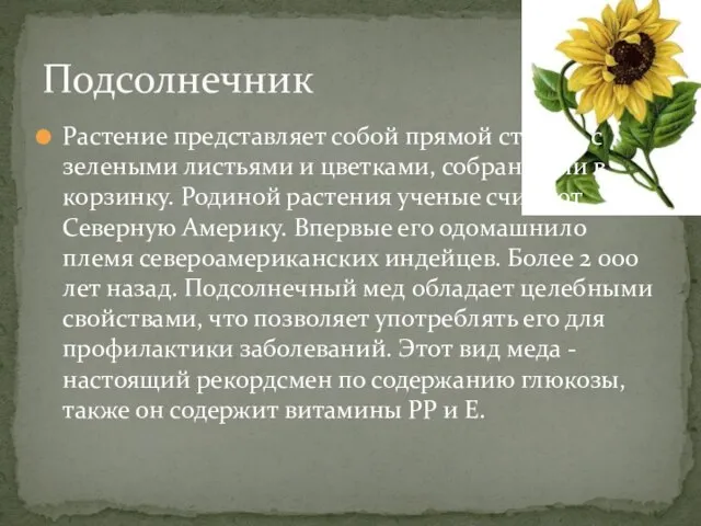 Растение представляет собой прямой стебель с зелеными листьями и цветками, собранными в