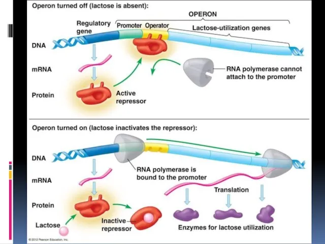 Регуляция экспрессии генов Прокариоты: оперон Эукариоты: все уровни
