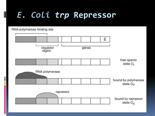 E. Coli trp Repressor