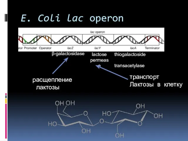 E. Coli lac operon lactose permease β-galactosidase thiogalactoside transacetylase расщепление лактозы транспорт Лактозы в клетку