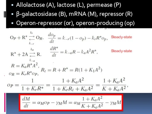 Allolactose (А), lactose (L), permease (P) β-galactosidase (B), mRNA (M), repressor (R)