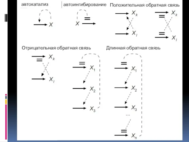 Я автокатализ автоингибирование Положительная обратная связь Отрицательная обратная связь Длинная обратная связь