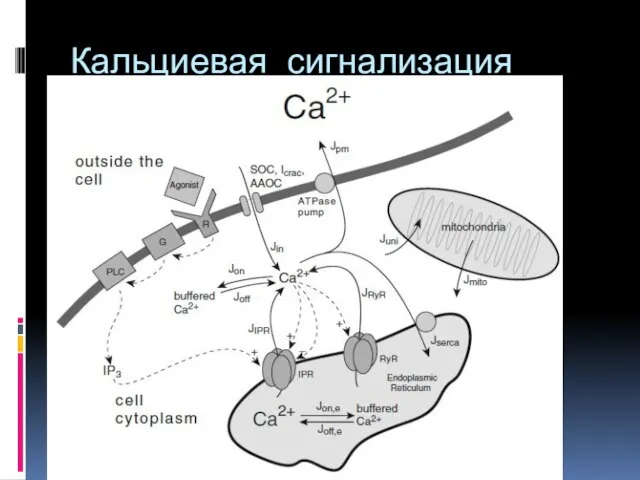 Кальциевая сигнализация