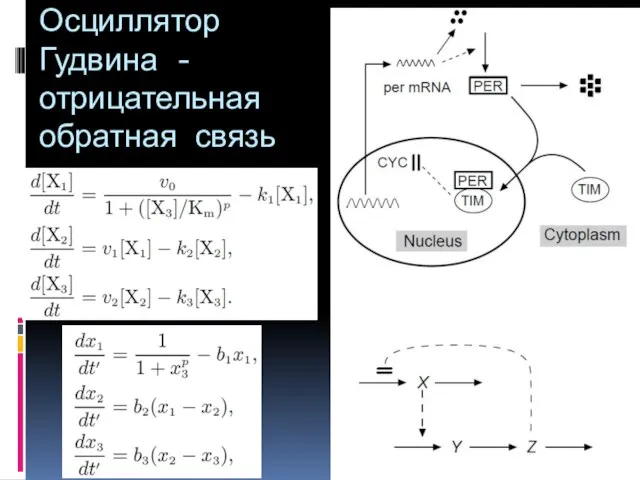 Осциллятор Гудвина - отрицательная обратная связь