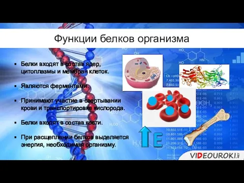 Белки входят в состав ядер, цитоплазмы и мембран клеток. Являются ферментами. Принимают