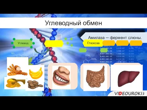 Углеводный обмен Амилаза ─ фермент слюны. Углевод Глюкоза