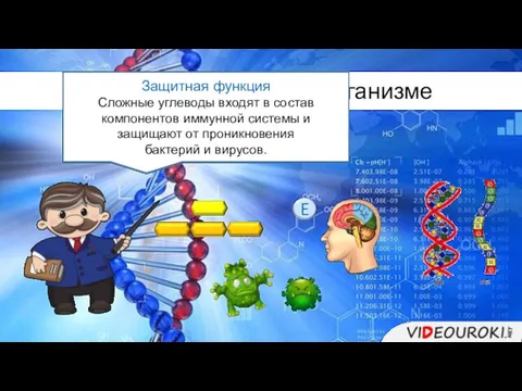 Функции углеводов в организме Энергетическая функция В качестве основного энергетического источника в