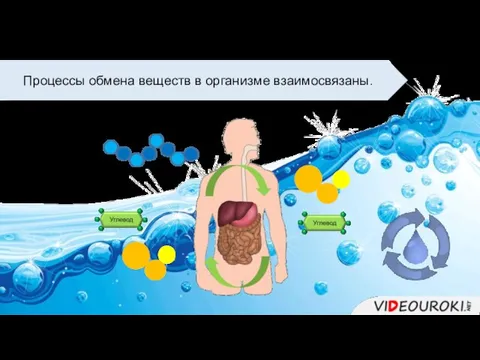 Процессы обмена веществ в организме взаимосвязаны.