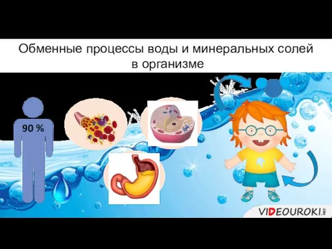 Обменные процессы воды и минеральных солей в организме 90 %