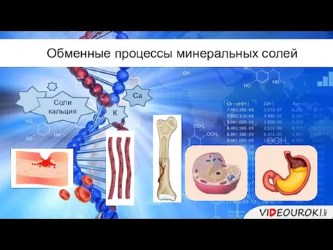 Обменные процессы минеральных солей Соли кальция К Ca