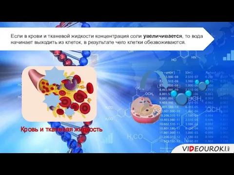 Если в крови и тканевой жидкости концентрация соли увеличивается, то вода начинает