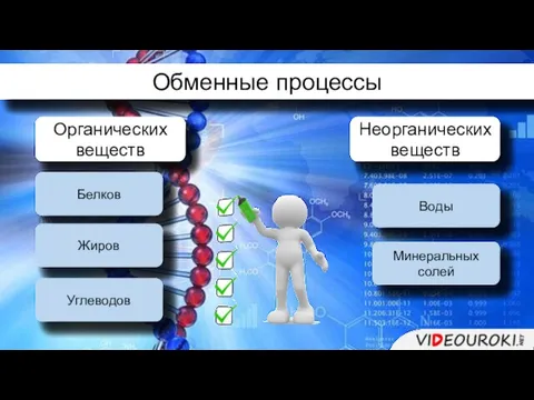 Обменные процессы Органических веществ Неорганических веществ Белков Жиров Углеводов Воды Минеральных солей