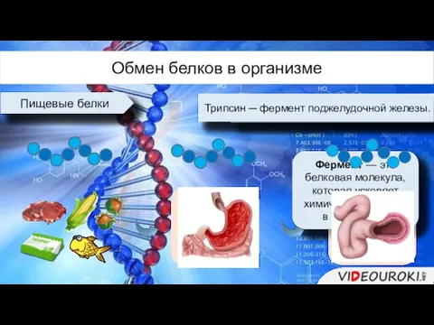 Обмен белков в организме Пищевые белки Фермент — это белковая молекула, которая