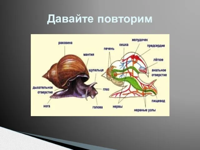 Давайте повторим