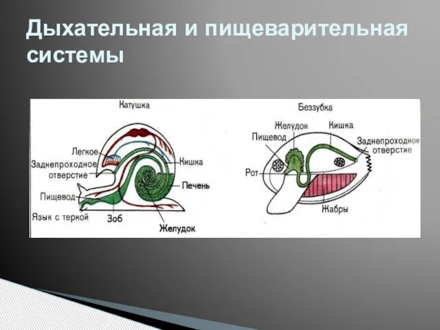 Дыхательная и пищеварительная системы