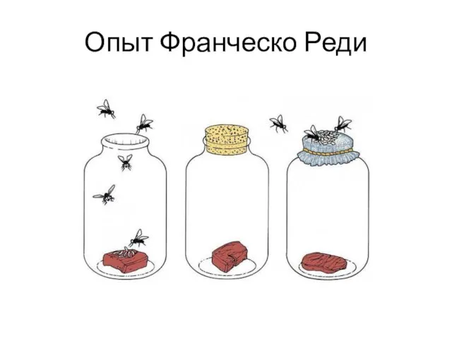 Опыт Франческо Реди