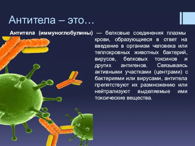 Антитела – это… Антитела (иммуноглобулины) — белковые соединения плазмы крови, образующиеся в