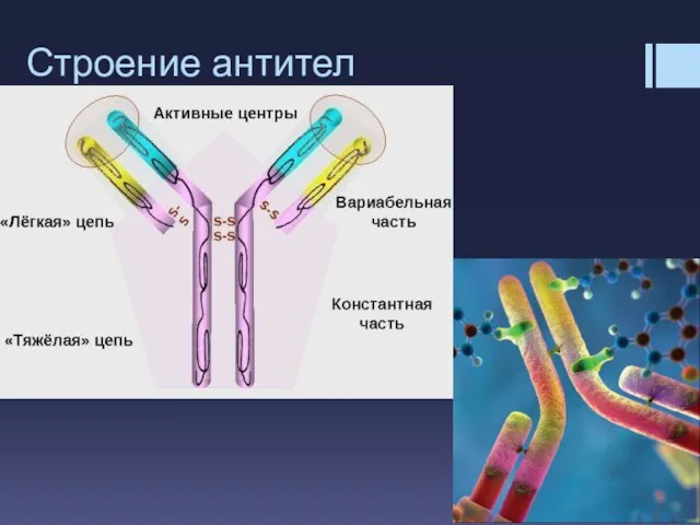 Строение антител