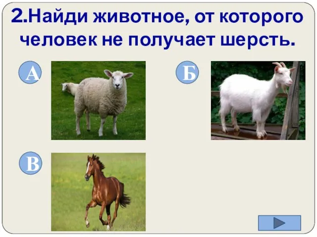 2.Найди животное, от которого человек не получает шерсть. А Б В