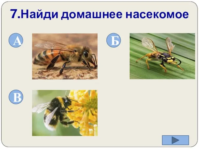 7.Найди домашнее насекомое А Б В